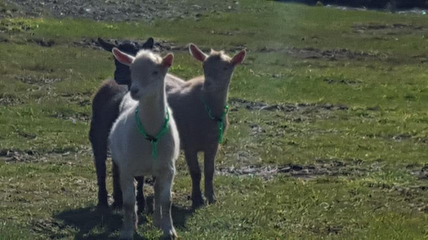 Goats Galore