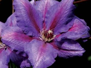 Clematis In Bloom