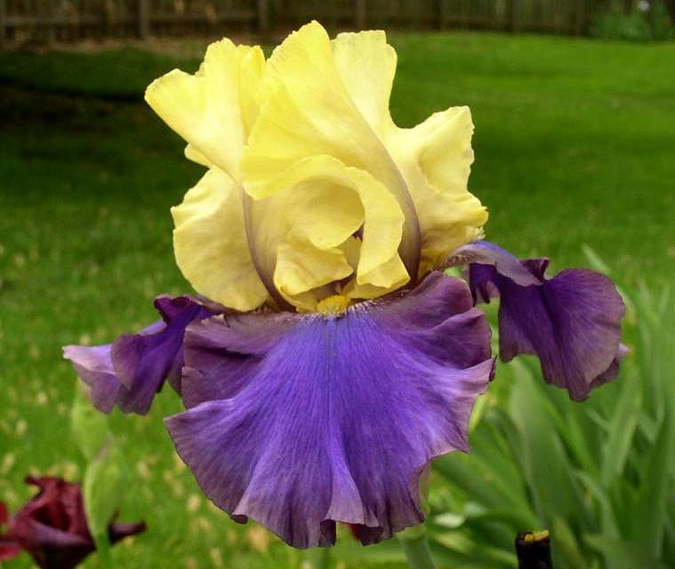 Spectacular Iris