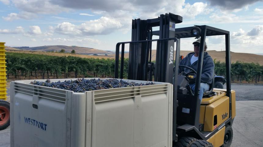 Loading Cabernet Sauvignon at May's Discovery Vineyard Today